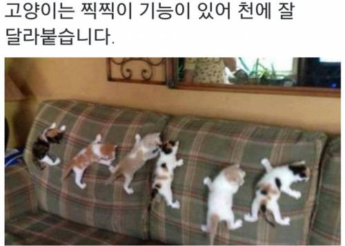 고양이 젤리의 진실