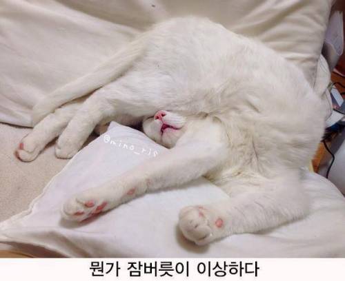 일본트위터에 올라온 고양이 사진.jpg