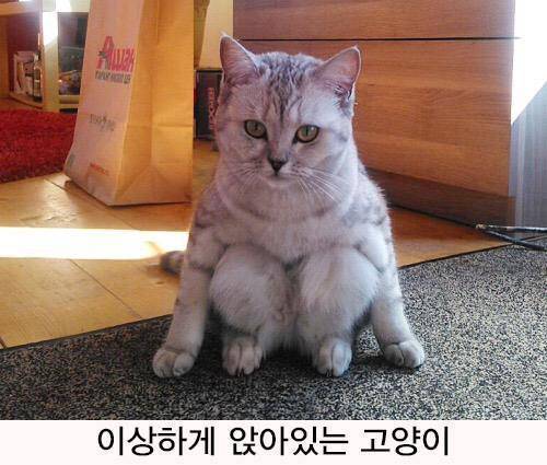 일본트위터에 올라온 고양이 사진.jpg