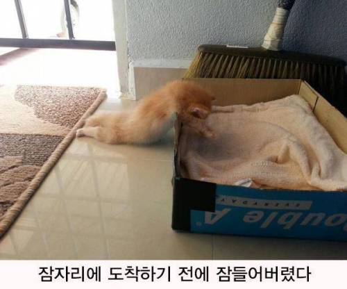 일본트위터에 올라온 고양이 사진.jpg