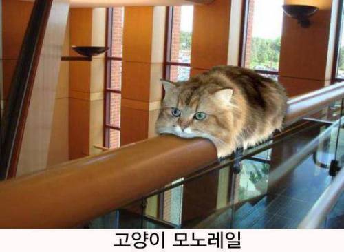 일본트위터에 올라온 고양이 사진.jpg