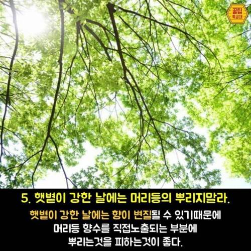 향수 제대로 뿌리는 7가지 방법