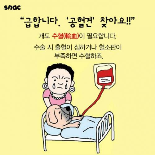 평생 헌혈만 하다가 안락사 되는 '공혈견'을 아십니까?