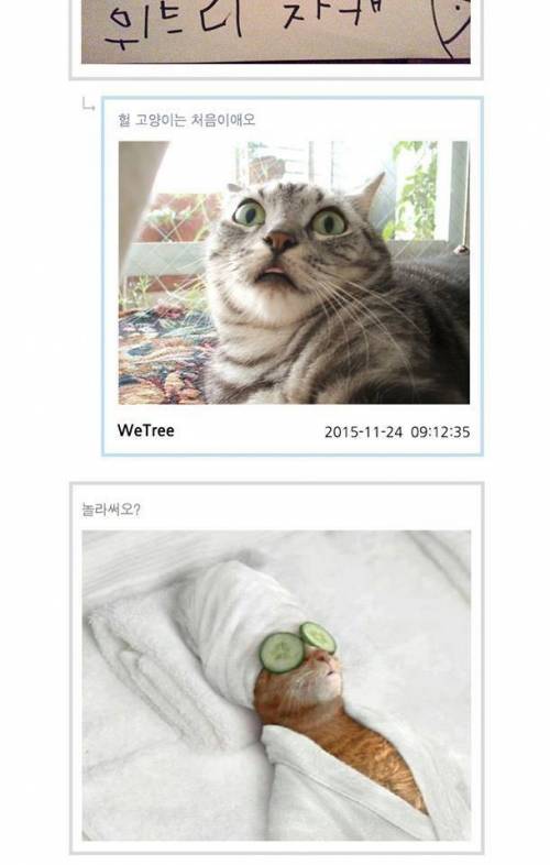 페북에서 난리난 위트리.jpg