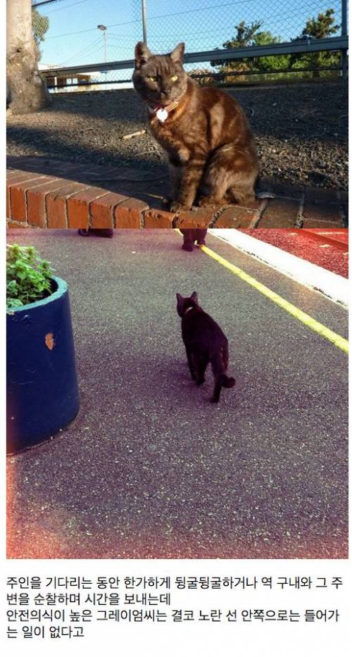 매일 역까지 배웅하고 귀가시간에 마중 나오는 고양이