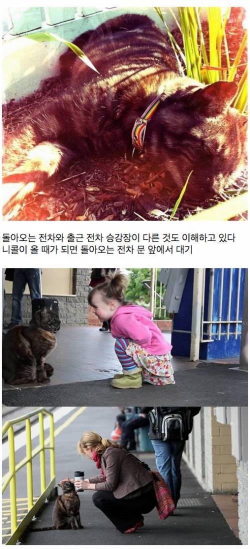 매일 역까지 배웅하고 귀가시간에 마중 나오는 고양이