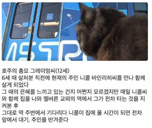 매일 역까지 배웅하고 귀가시간에 마중 나오는 고양이