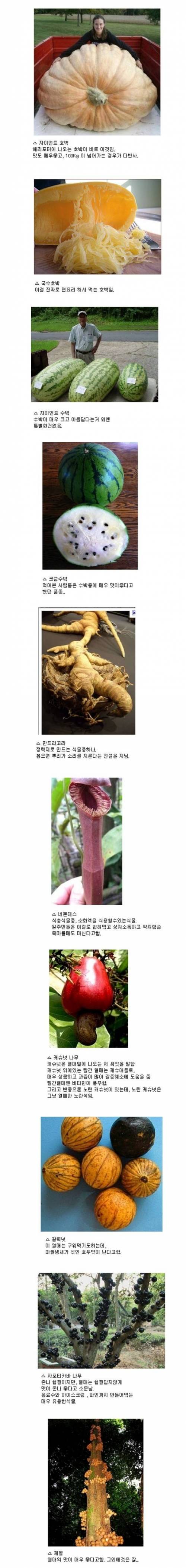 [스압]거짓말 같은 진짜 식물