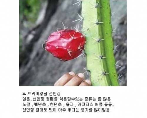 [스압]거짓말 같은 진짜 식물