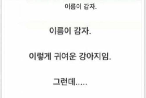 강아지 미용을 집에서 하면 안되는이유