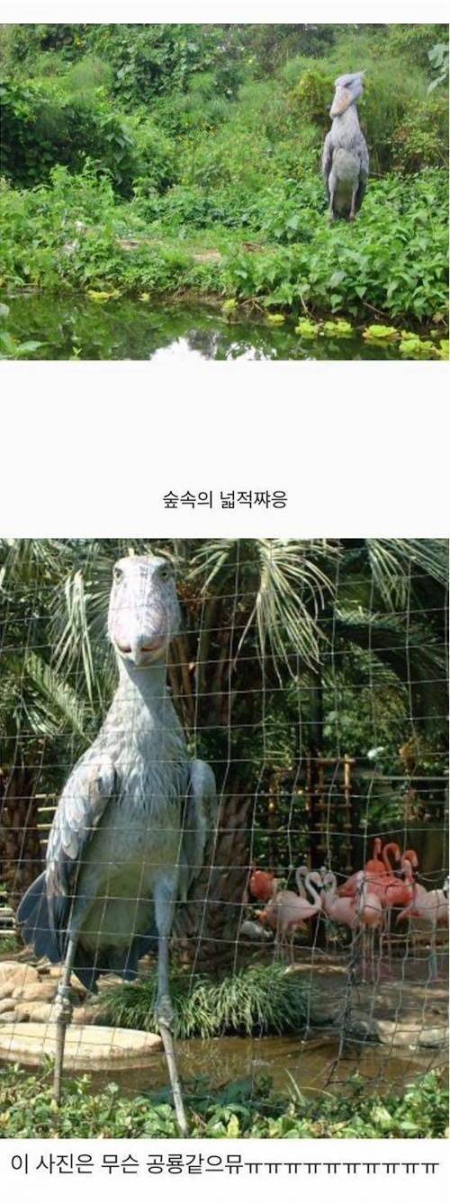 날 수 있는 새 중에서 가장 큰 새