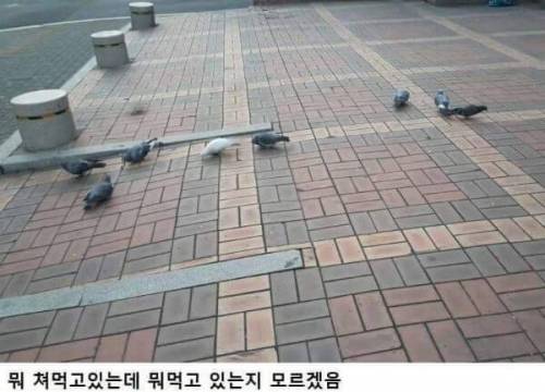 길거리에 비둘기들 특징.jpg