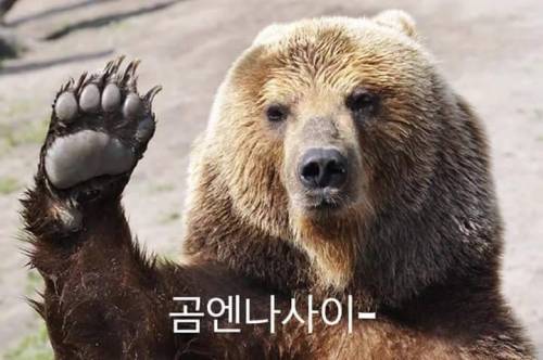 곰이 미안해 하면?