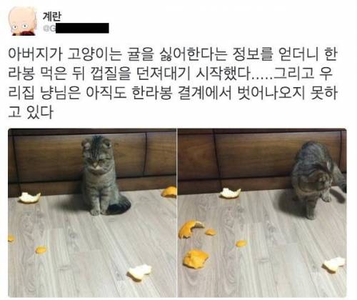 결계에 갇힌 냥이.jpg