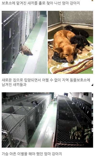 보호소에 맡겨진 새끼들 찾아나선 엄마 강아지