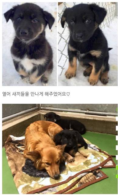 보호소에 맡겨진 새끼들 찾아나선 엄마 강아지