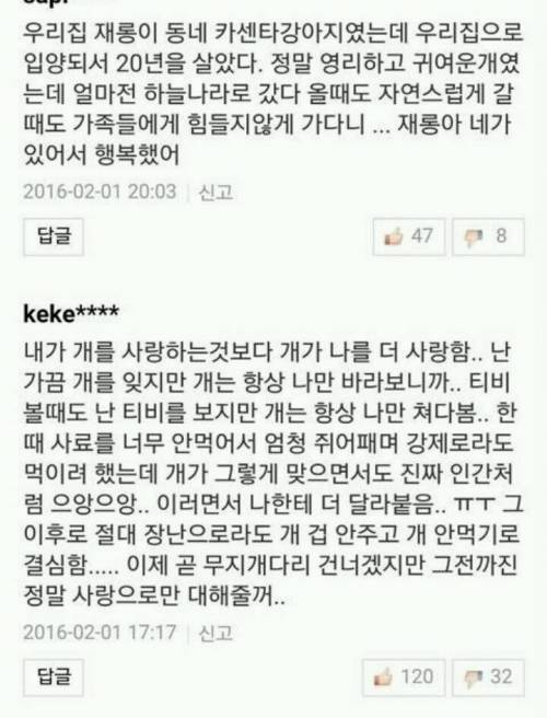 반려견과 이별한 사람들