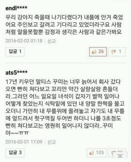 반려견과 이별한 사람들