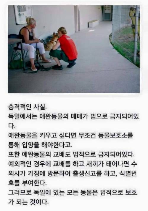 선진국 독일의 애완동물 입양제도 .jpg