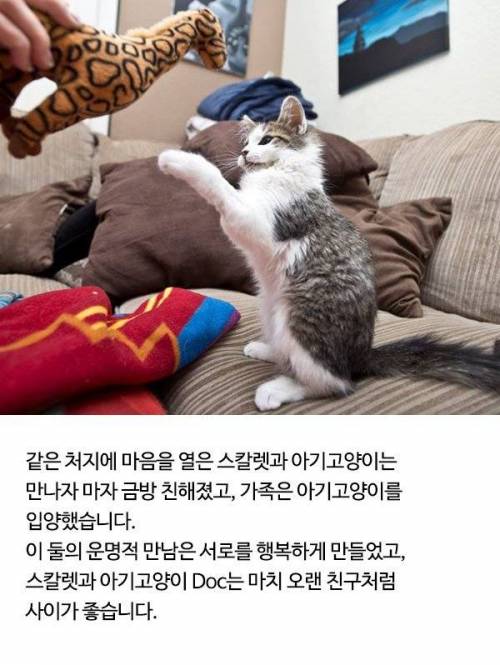 발 잃은 고양이와 한팔 없는 소녀의 이야기..jpg