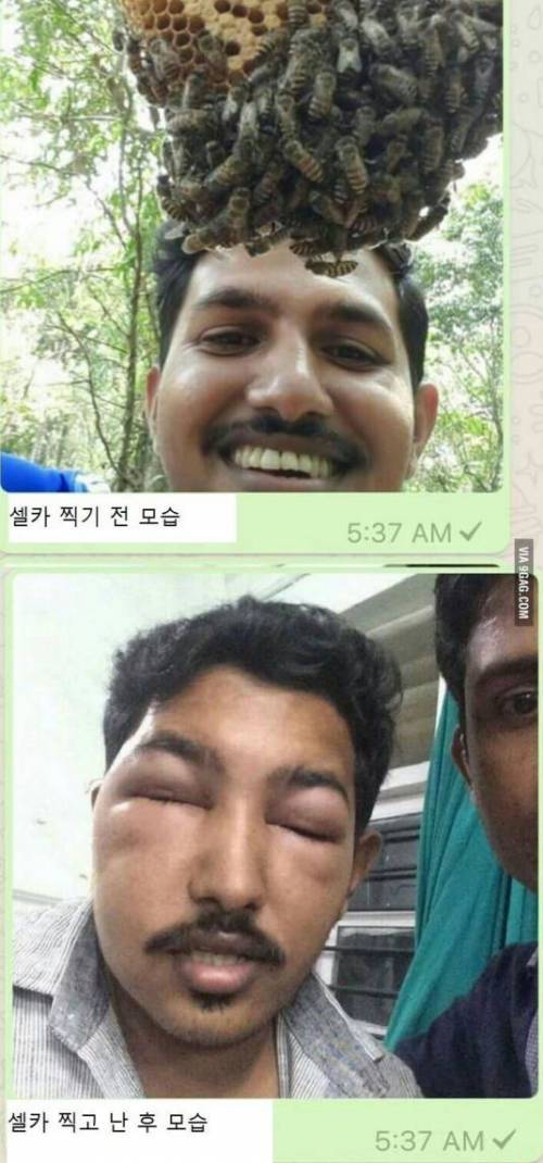 셀카찍다가 벌받은 남자.jpg