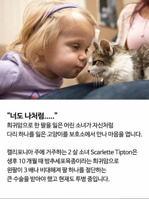 발 잃은 고양이와 한팔 없는 소녀의 이야기..jpg