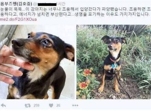 조용하다가 파양당한 강아지