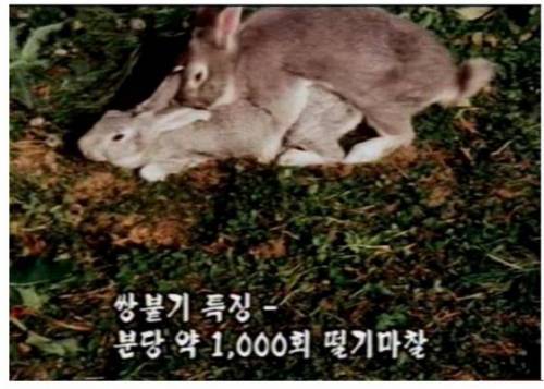 호주 최악의 생물류.jpg