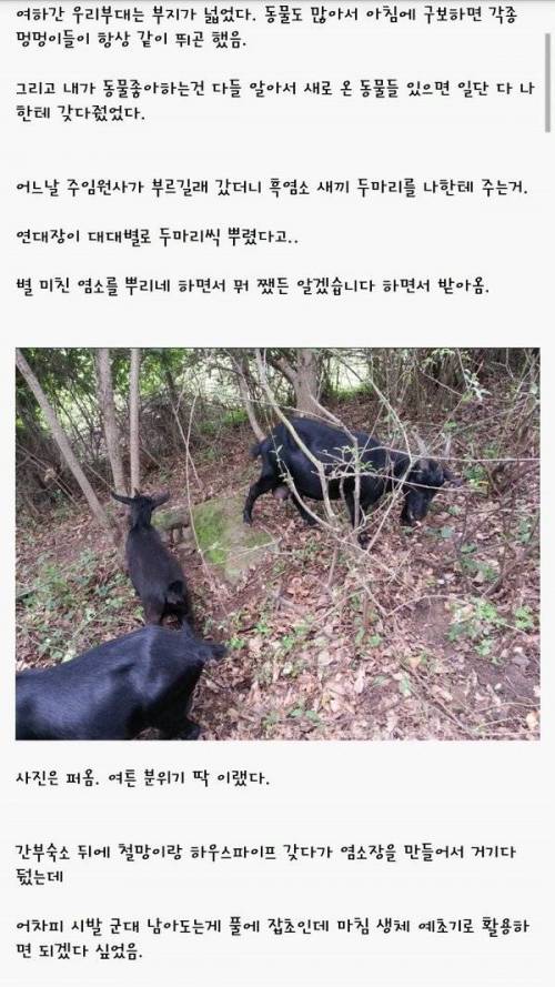 군대 새끼염소 썰.jpg