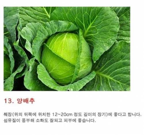 강아지에게 주면 몸에 좋은 사람음식 14가지