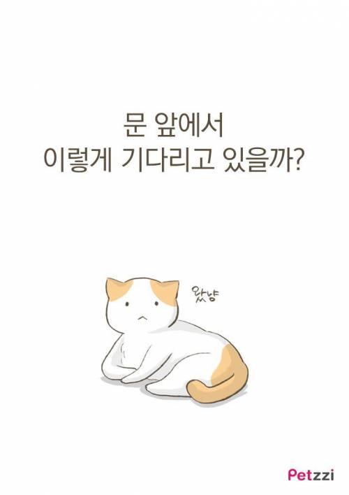 고양이가 화장실 앞에서 기다리고 있는 이유?