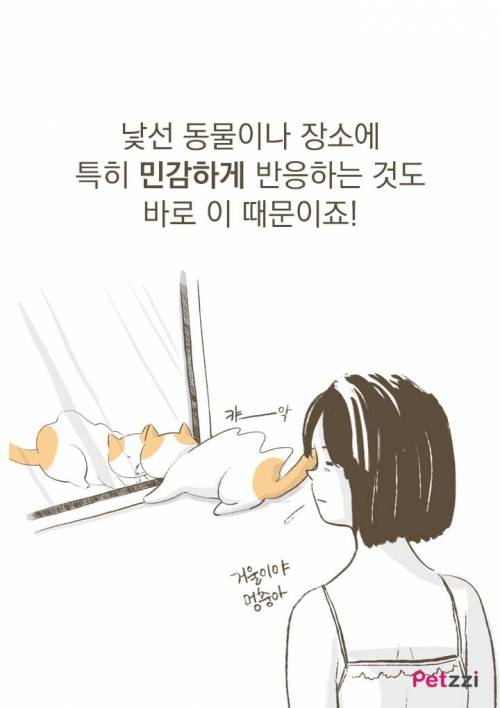 고양이가 화장실 앞에서 기다리고 있는 이유?