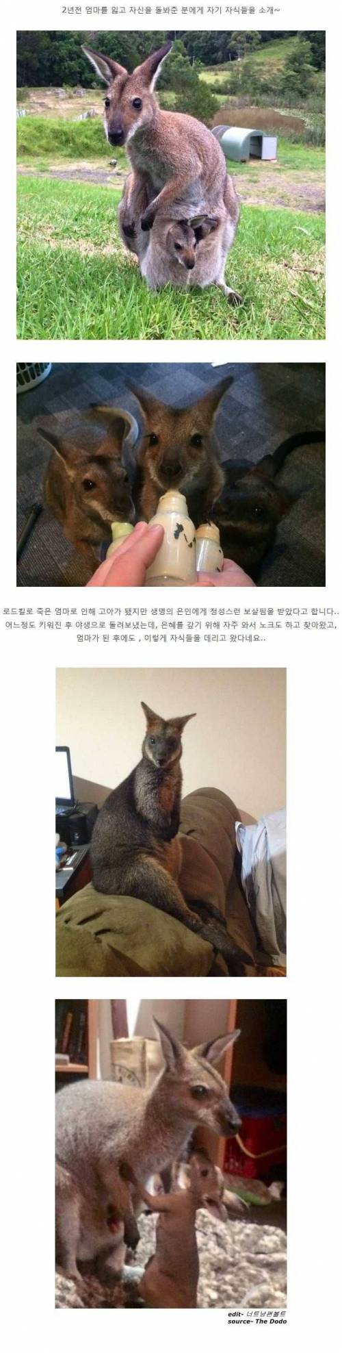 감동적인 왈라비사연.jpg