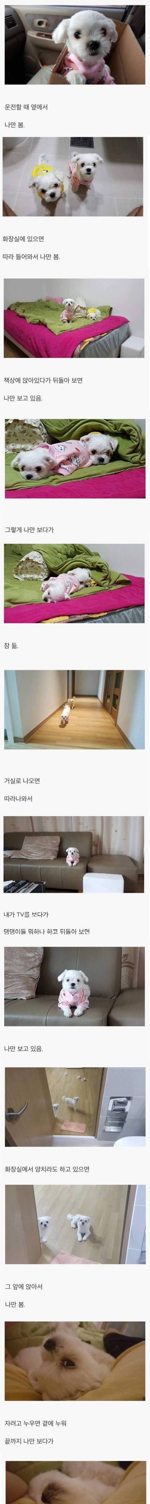 강아지를 키우면 생기는 일.jpg