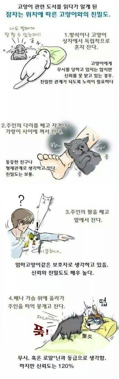 취침방식으로 구별하는 고양이 친밀도