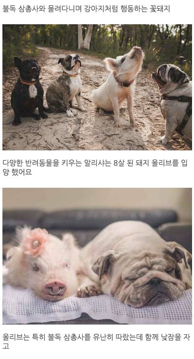 강아지 삼총사와 꽃돼지 '올리브'의 우정