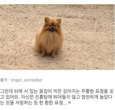 '사고친' 녀석들과 '결백한' 강아지의 다른 표정