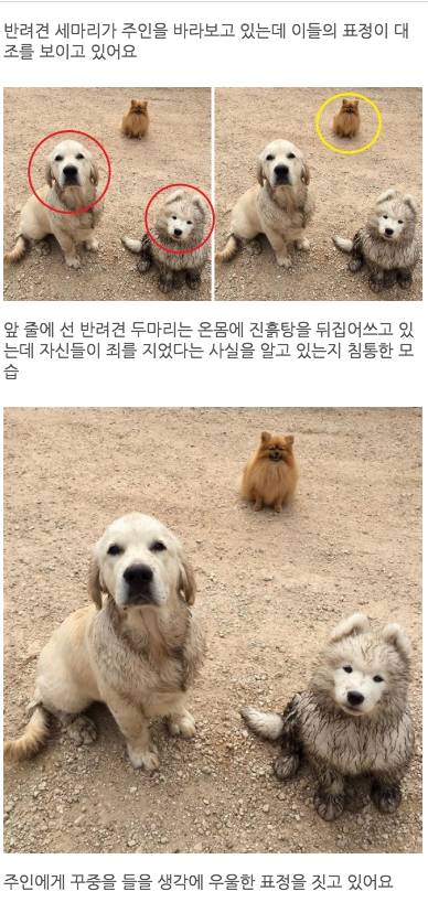 '사고친' 녀석들과 '결백한' 강아지의 다른 표정