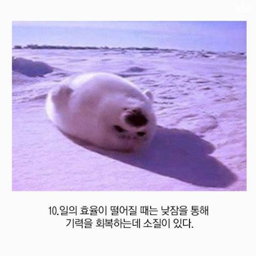 게으른 사람이 일을 잘하는 이유