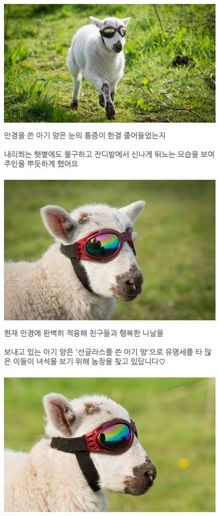 눈아픈 아기 양 위한 특별한 '선글라스'선물한 주인