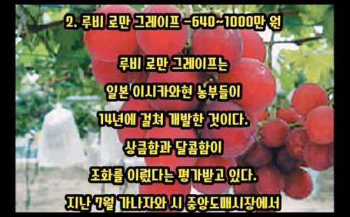 세상에서 가장 비싼 과일 TOP 10