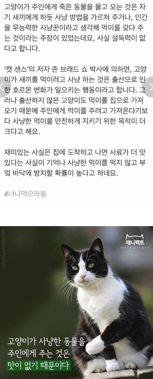 고양이가 사냥한 동물을 주인에게 주는 이유