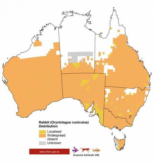 호주 토끼 분포도.jpg