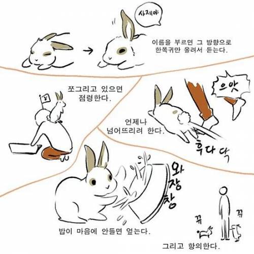 토끼를 키우는사람이 말하는 토끼의 귀여움 포인트