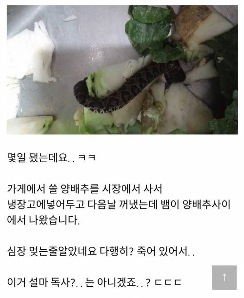 양배추 안에서 나온 뱀