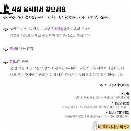 강아지 잃어버렸을 때 찾는 법