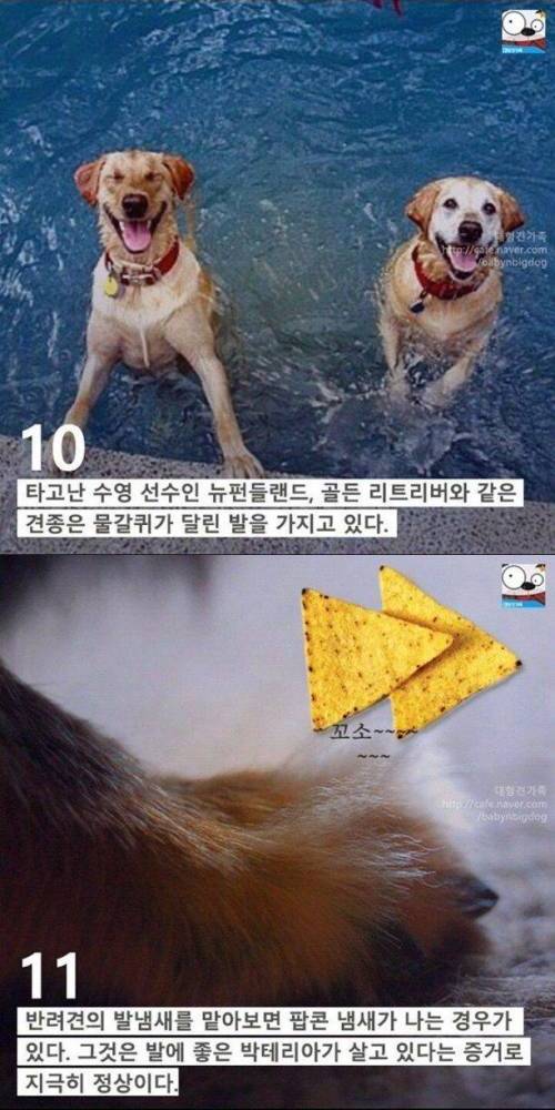 강아지 발에 숨어있는 11가지 비밀