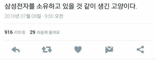 고양이 생김새가 낯설지 않다