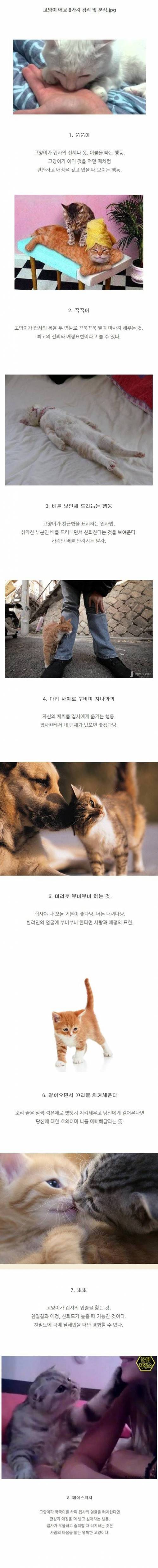 고양이의 8가지 애교방법.jpg