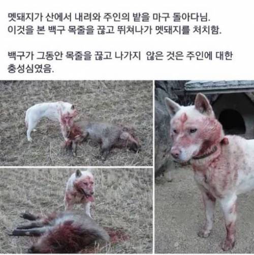 백구가 목줄을 끊지 않은 이유